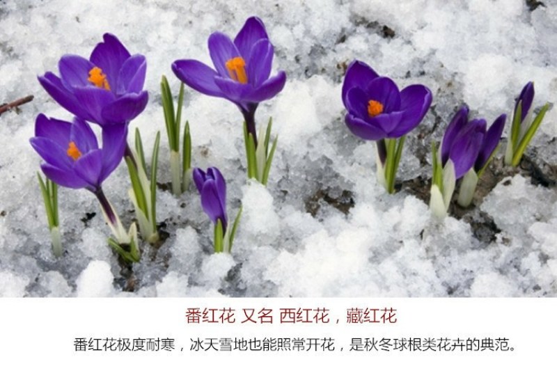 四季开花猴面小龙兰花苗耐寒盆栽花卉猴头兰花阳台水培水生养