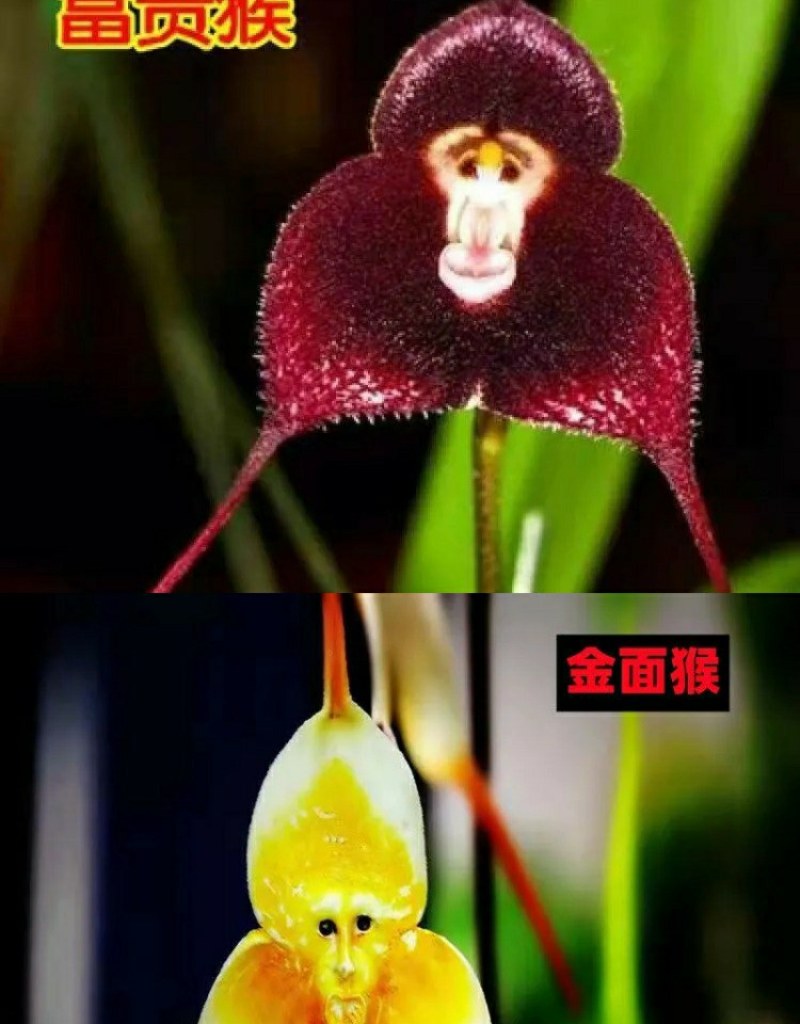 四季开花猴面小龙兰花苗耐寒盆栽花卉猴头兰花阳台水培水生养