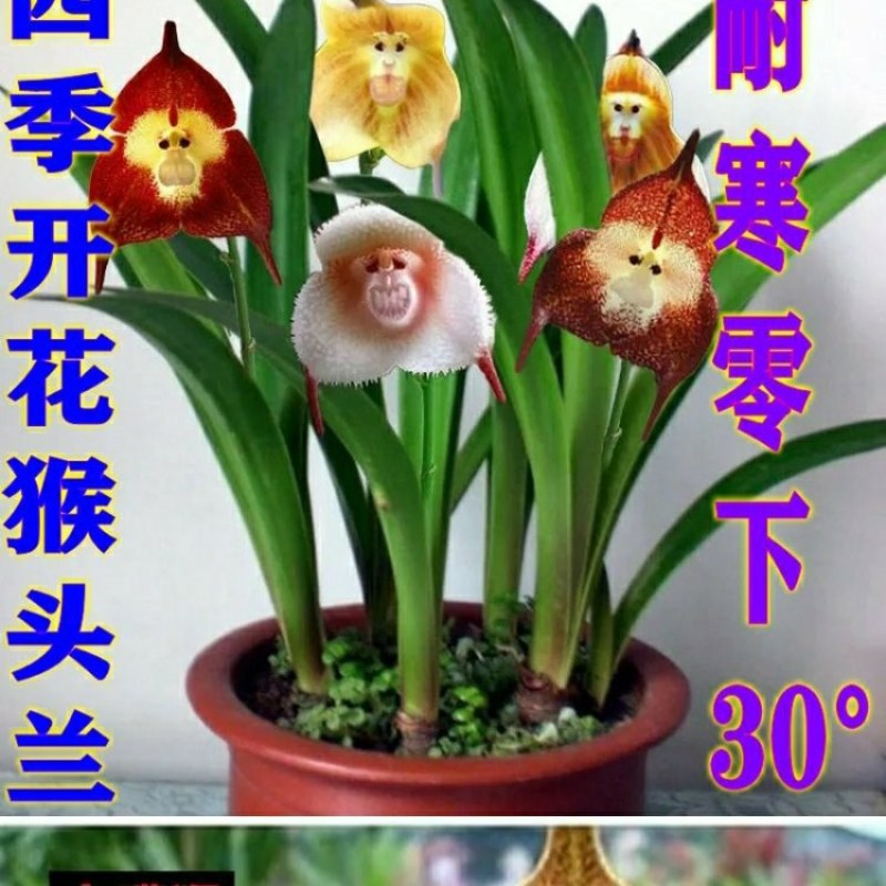 四季开花猴面小龙兰花苗耐寒盆栽花卉猴头兰花阳台水培水生养