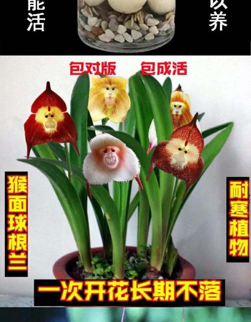 四季开花猴面小龙兰花苗耐寒盆栽花卉猴头兰花阳台水培水生养