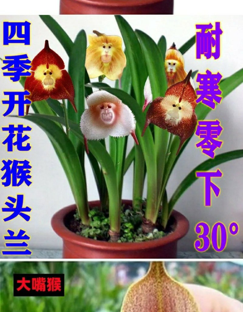 四季开花猴面小龙兰花苗耐寒盆栽花卉猴头兰花阳台水培水生养