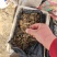 内蒙古自治区，原种培育好的土豆种子，以切好块，直接去种子
