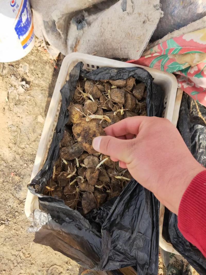 内蒙古自治区，原种培育好的土豆种子，以切好块，直接去种子