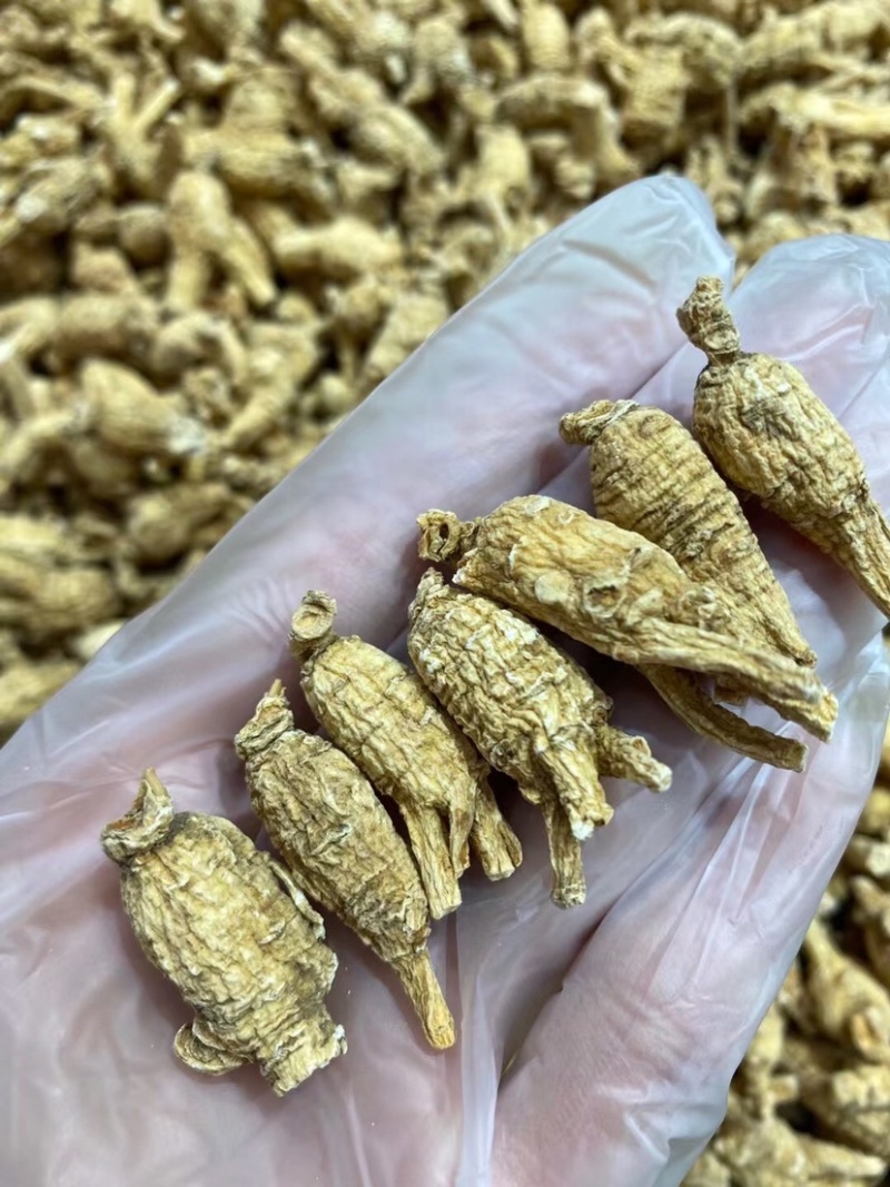 正宗美国花旗参精选特级8年老参