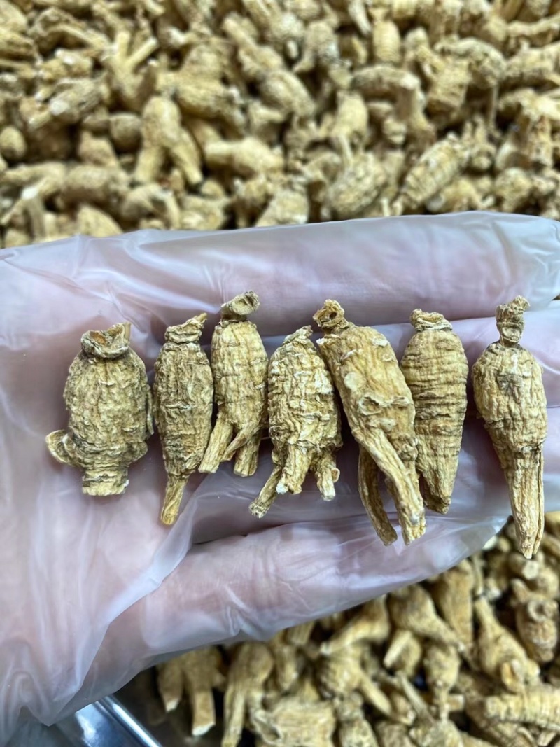 正宗美国花旗参精选特级8年老参