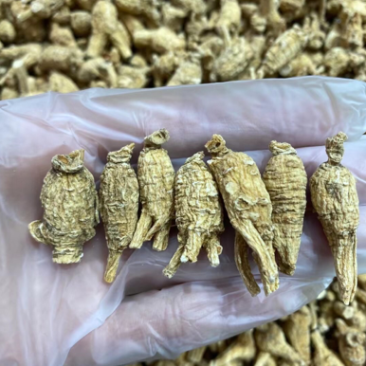 正宗美国花旗参精选特级8年老参