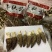 云南高山山珍羊肚菌羊肚菌大量上市。美味羊肚菌