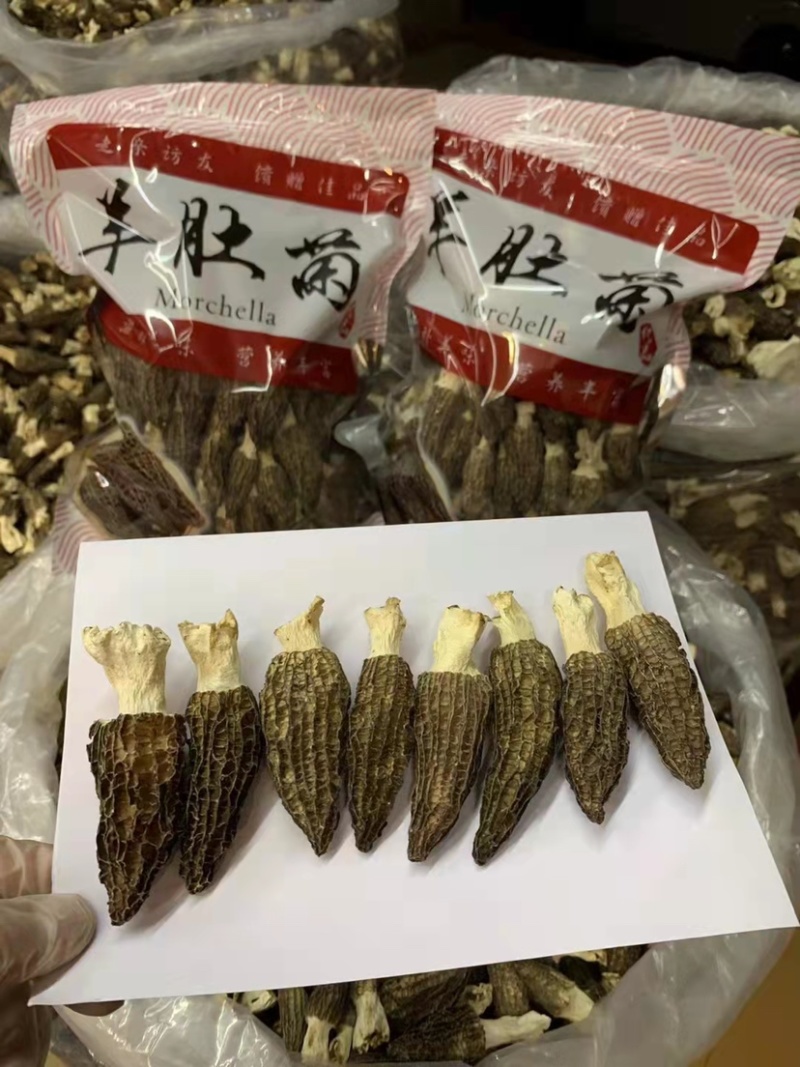 云南高山山珍羊肚菌羊肚菌大量上市。美味羊肚菌