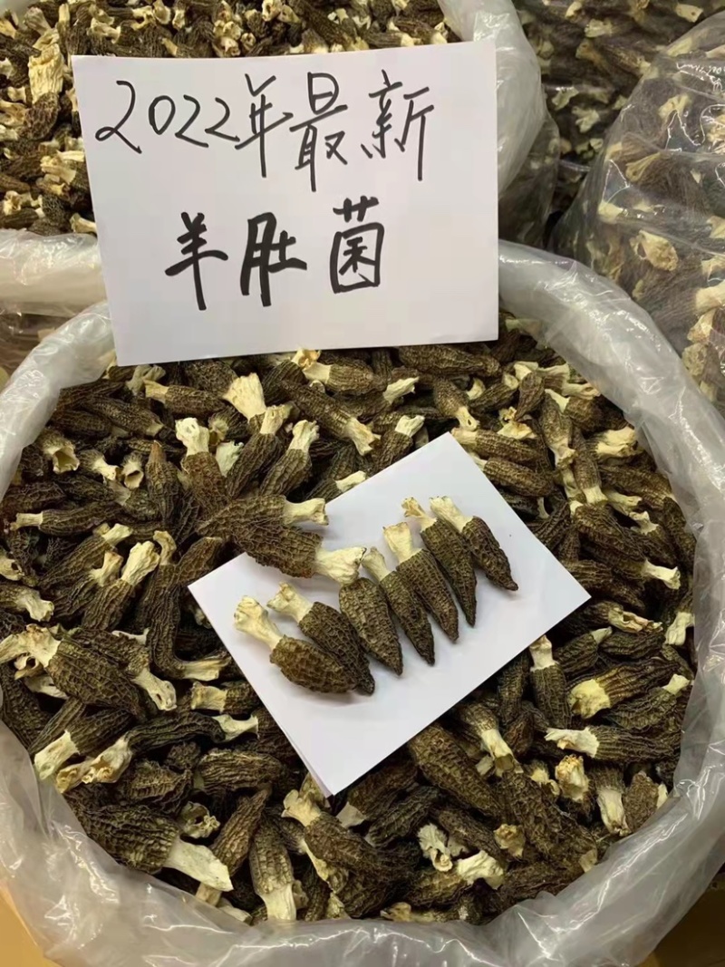 云南高山山珍羊肚菌羊肚菌大量上市。美味羊肚菌