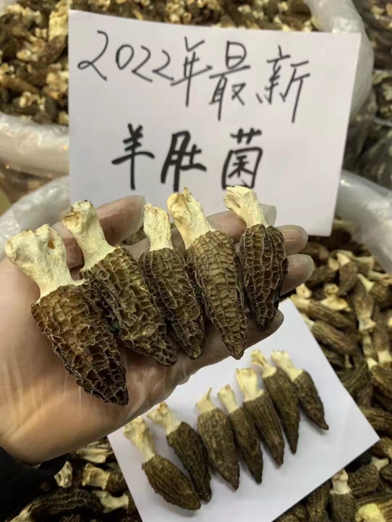 云南高山山珍羊肚菌羊肚菌大量上市。美味羊肚菌