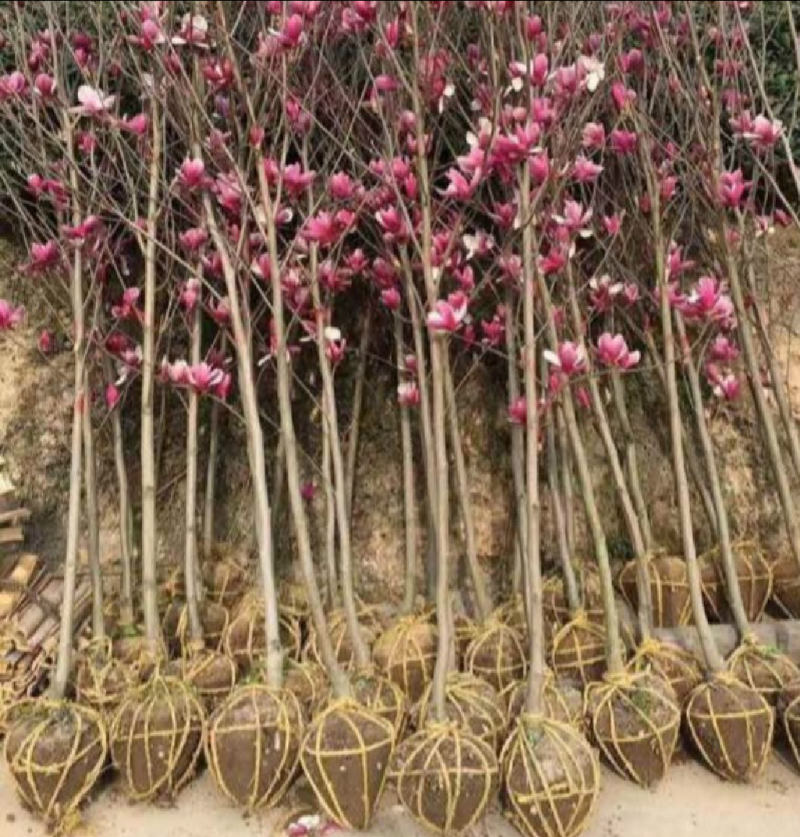 精品玉兰树苗