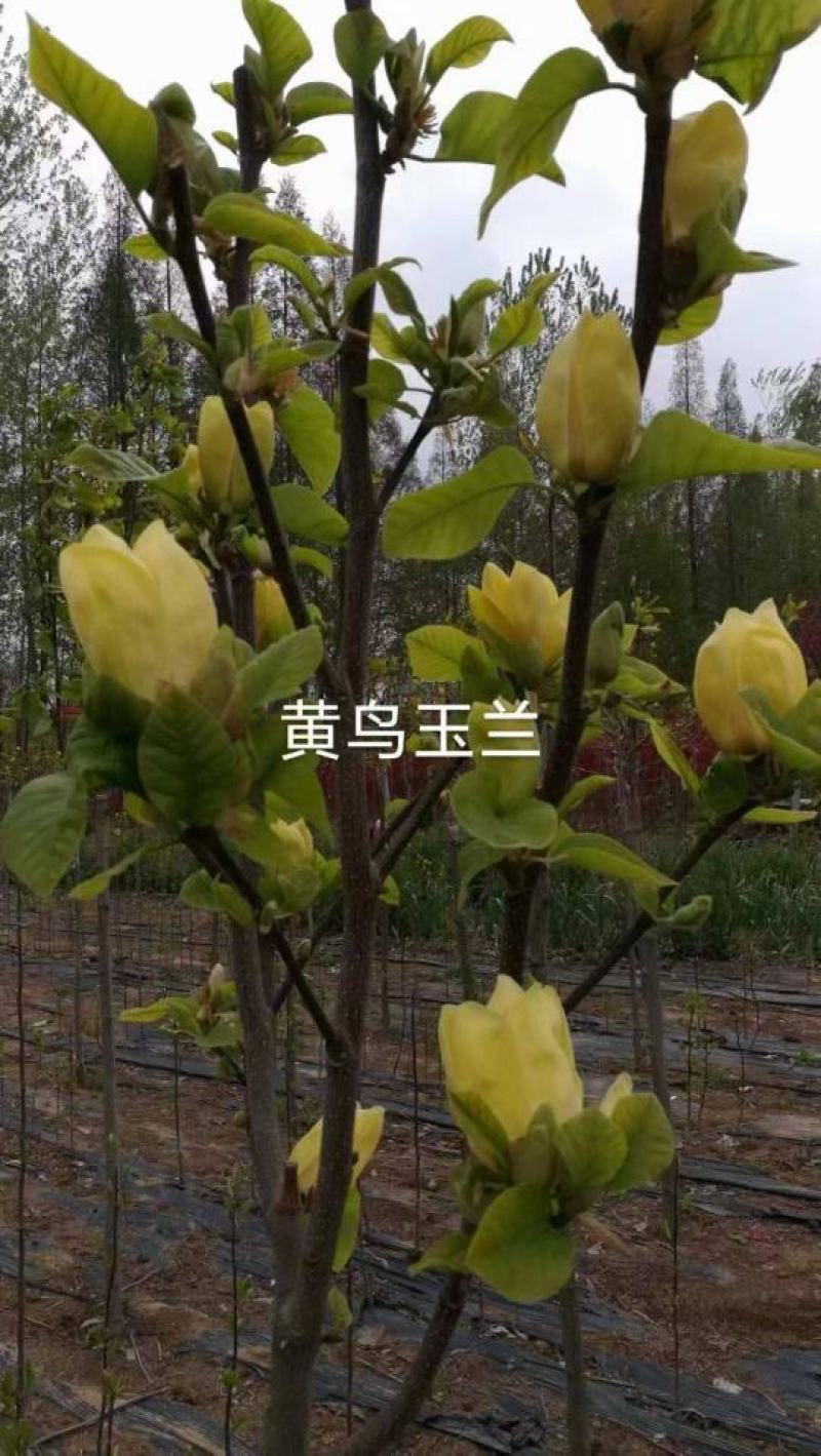 精品玉兰树苗