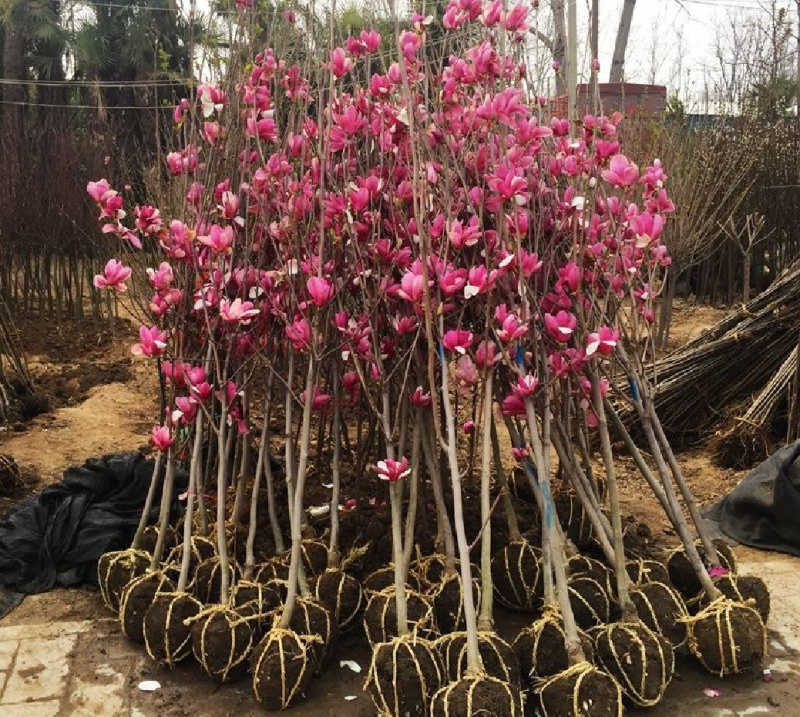 精品玉兰树苗