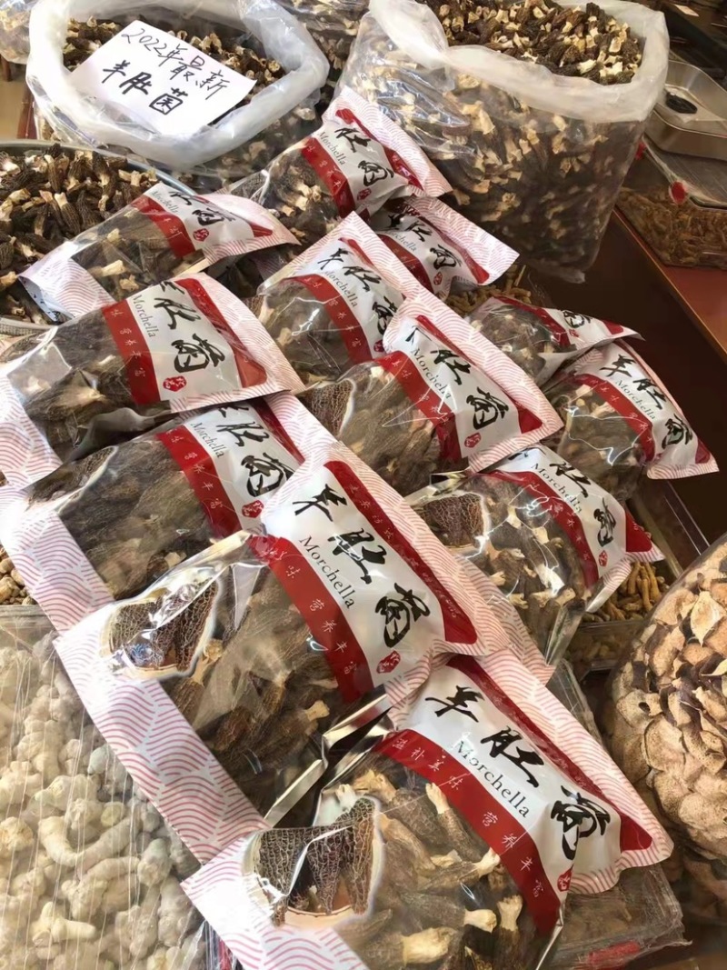云南高山山珍羊肚菌羊肚菌大量上市。美味羊肚菌