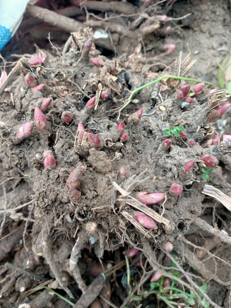 优质芍药苗-赤芍种苗一手货源基地-全程技术指导-直发新鲜