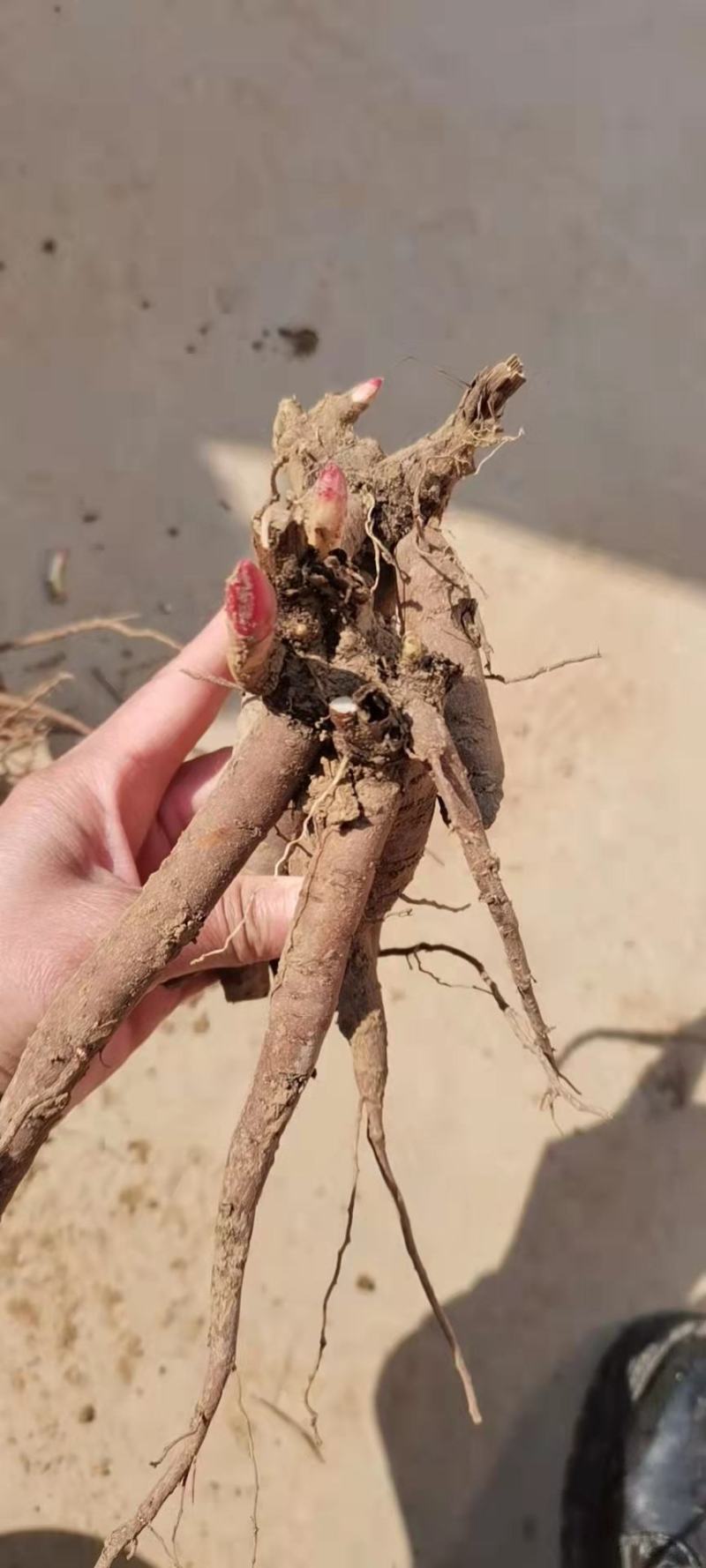 优质芍药苗-赤芍种苗一手货源基地-全程技术指导-直发新鲜