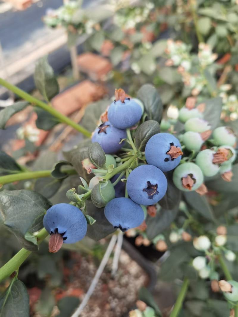 高原蓝莓大量供应L25L11F6优越卡珠宝春高