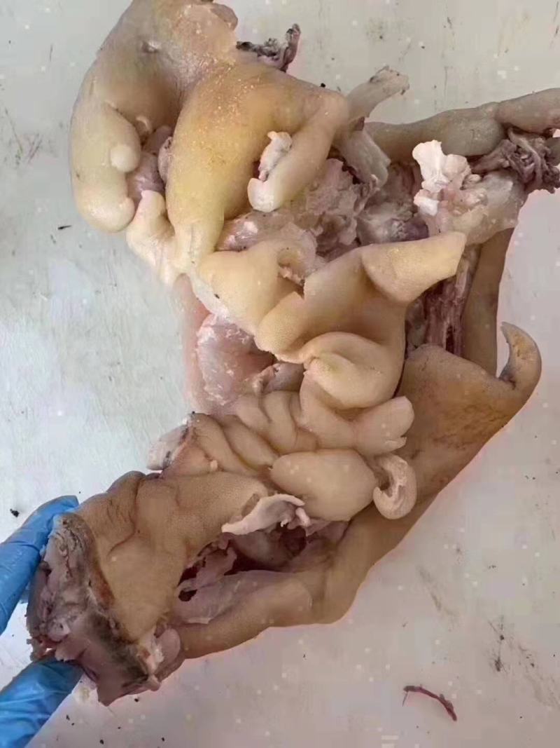 牛蹄筋，鲜货实拍，满满胶原，自己家煮的欢迎咨询订购