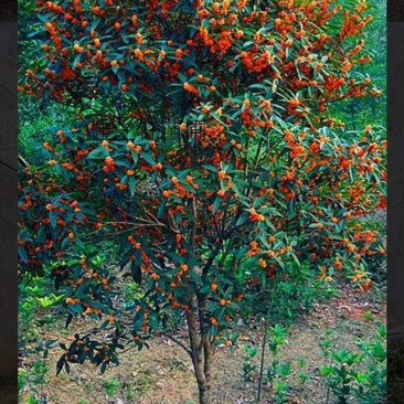 精品桂花树,金桂,单桂