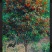 精品桂花树,金桂,单桂