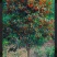 精品桂花树,金桂,单桂