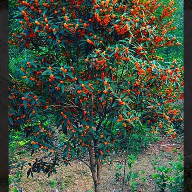精品桂花树,金桂,单桂