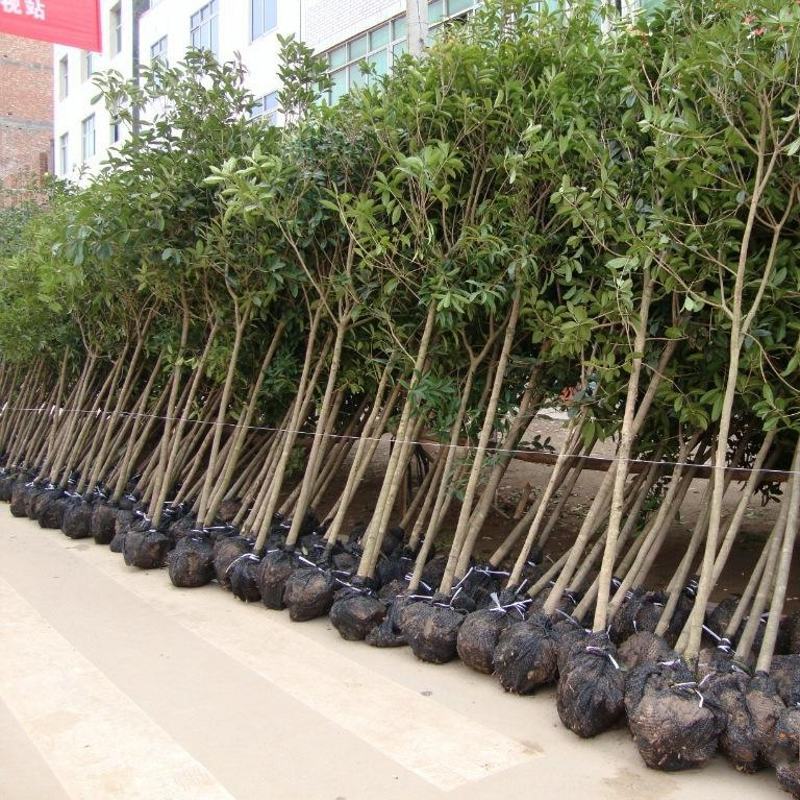 精品桂花树,金桂,单桂