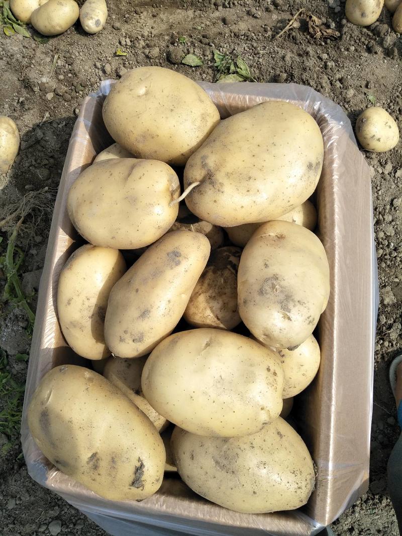 【荐】精品土豆，丽薯六号土豆，货源充足，品质保证
