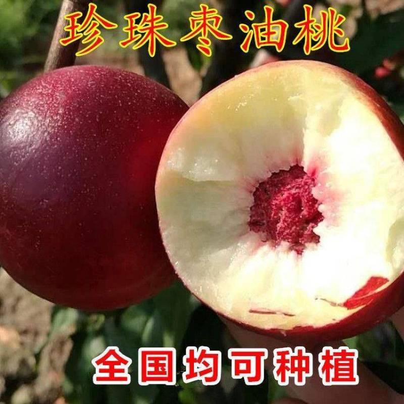 桃树苗,黄金香,毛番,光占3号,永连7号8号,沙红等…