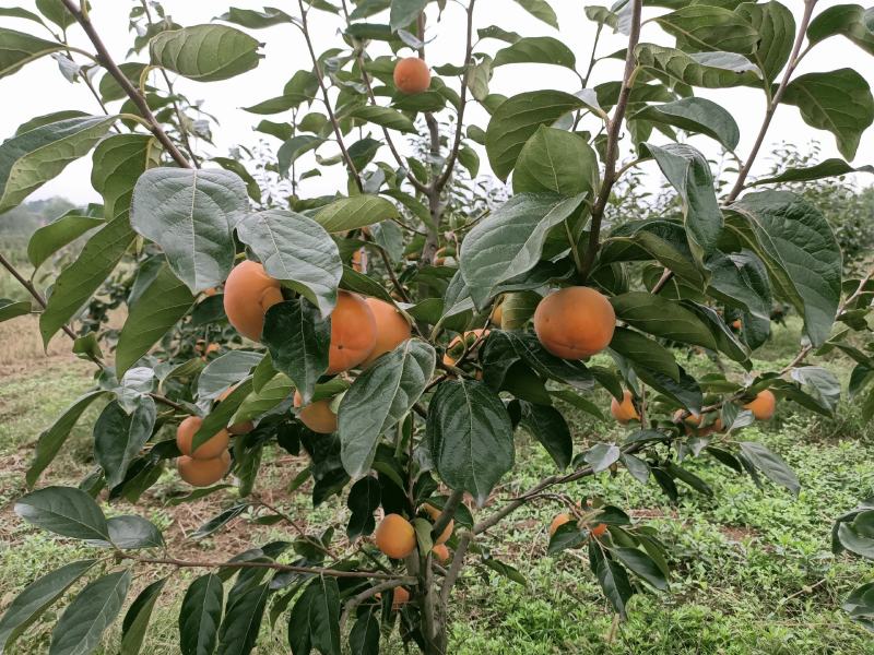 陕西扶风阳丰正品大树3~4年成品脆柿子树苗欢迎来电