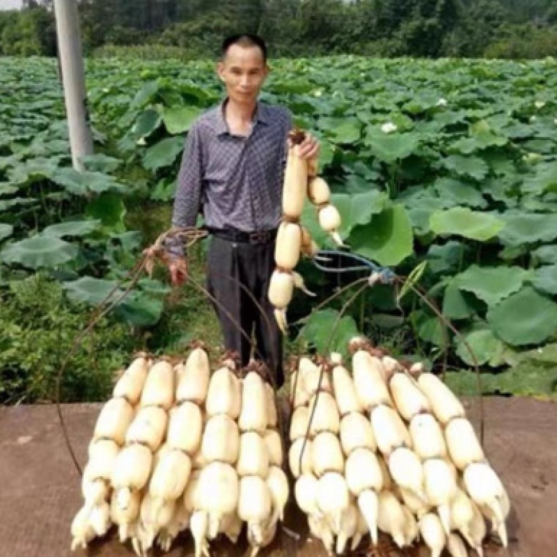 高产食用巨无霸藕苗莲藕种南斯拉夫藕种苗浅水深水种植藕苗