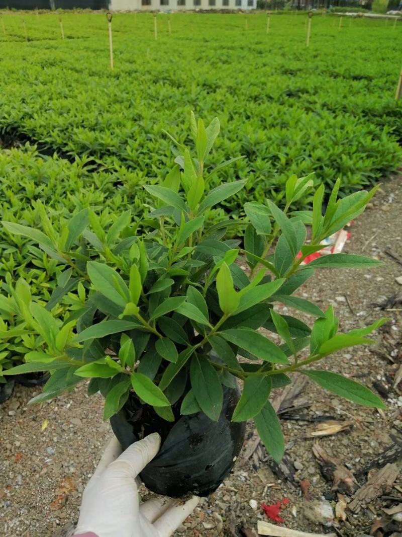 基地供应红继木苗木，承接园林绿化工程，欢迎来电洽谈