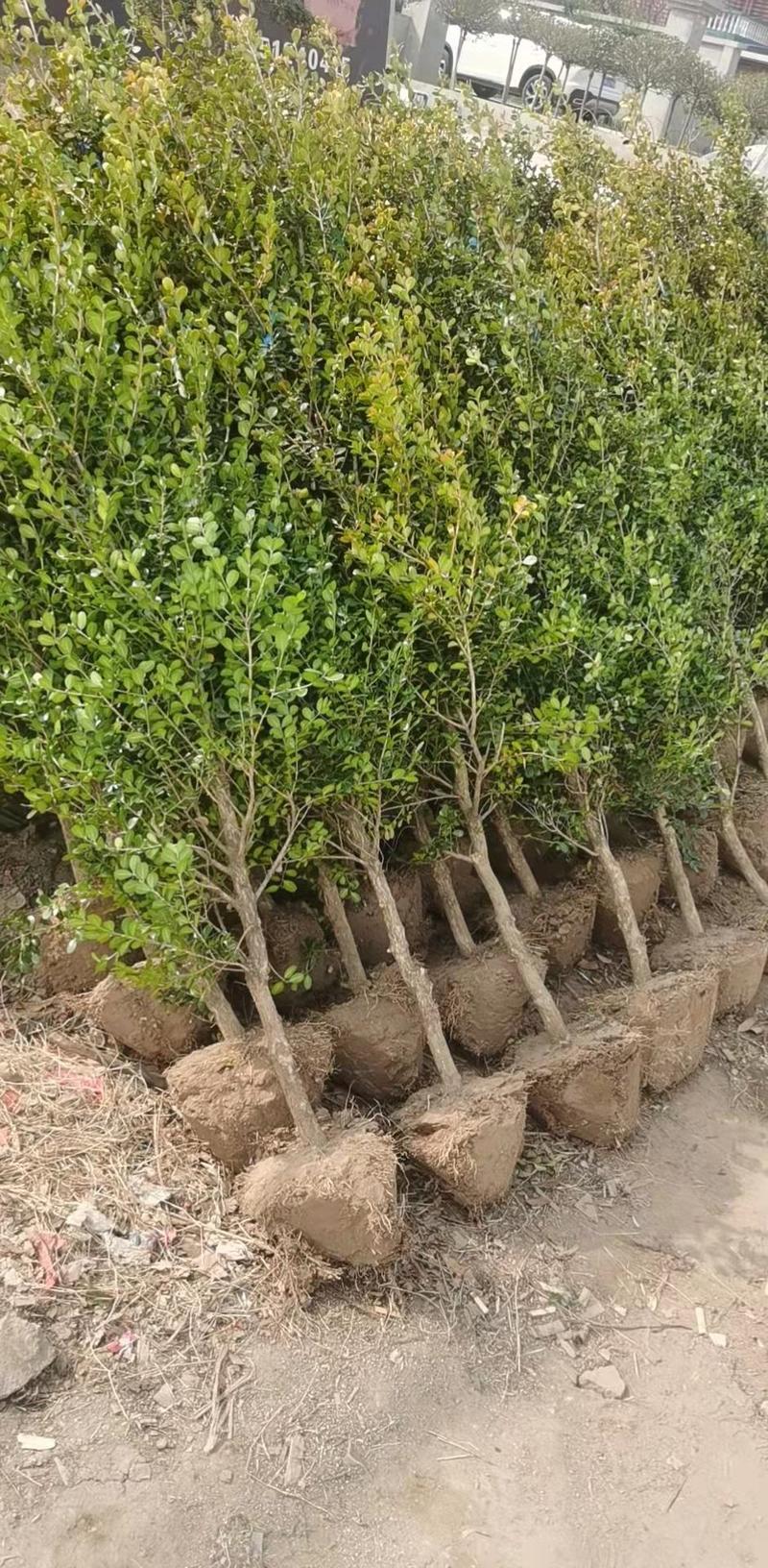 瓜子黄杨独杆树1一8公分优质工程苗2022春出圃