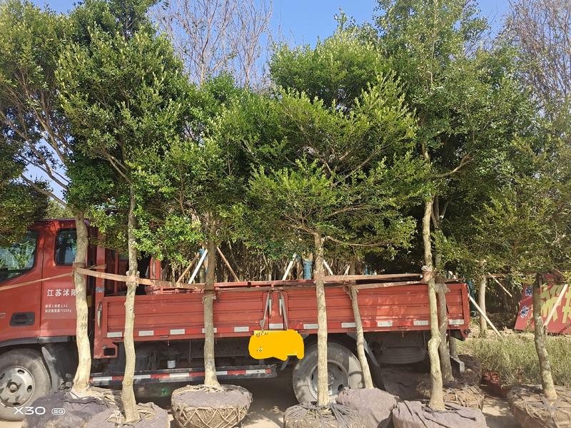 瓜子黄杨独杆树1一8公分优质工程苗2022春出圃