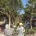 瓜子黄杨独杆树1一8公分优质工程苗2022春出圃