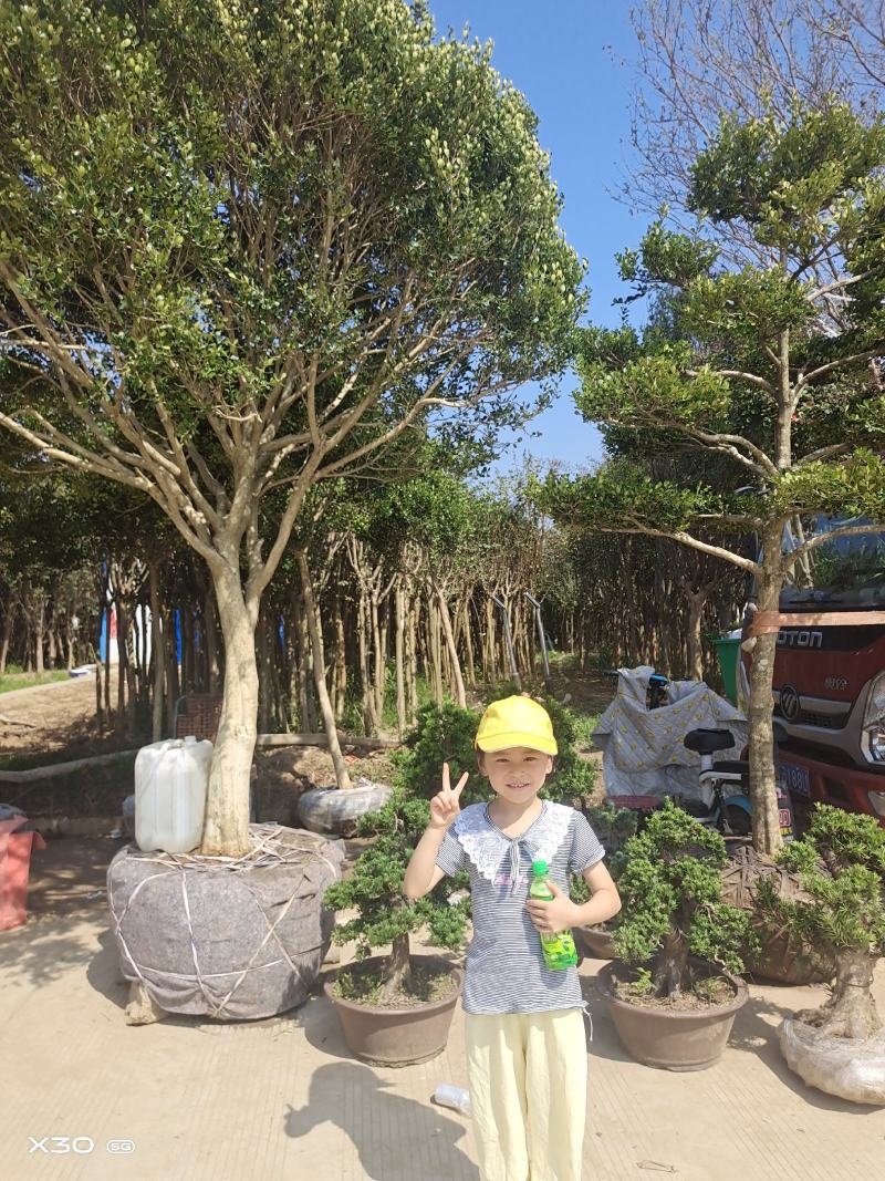 瓜子黄杨独杆树1一8公分优质工程苗2022春出圃