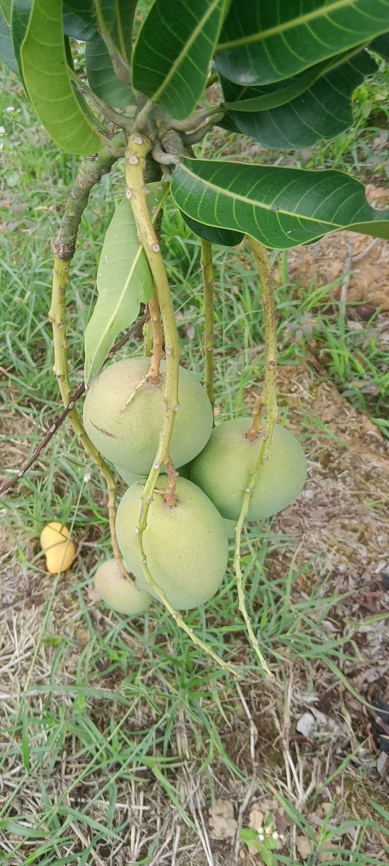 精品推荐走货芒果海南小台芒产地直供全面有货量大从优