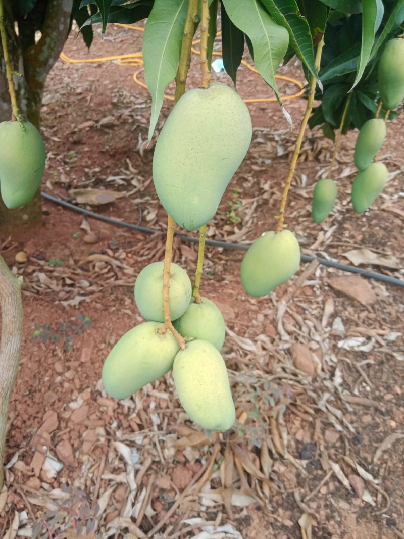 精品推荐走货芒果海南小台芒产地直供全面有货量大从优