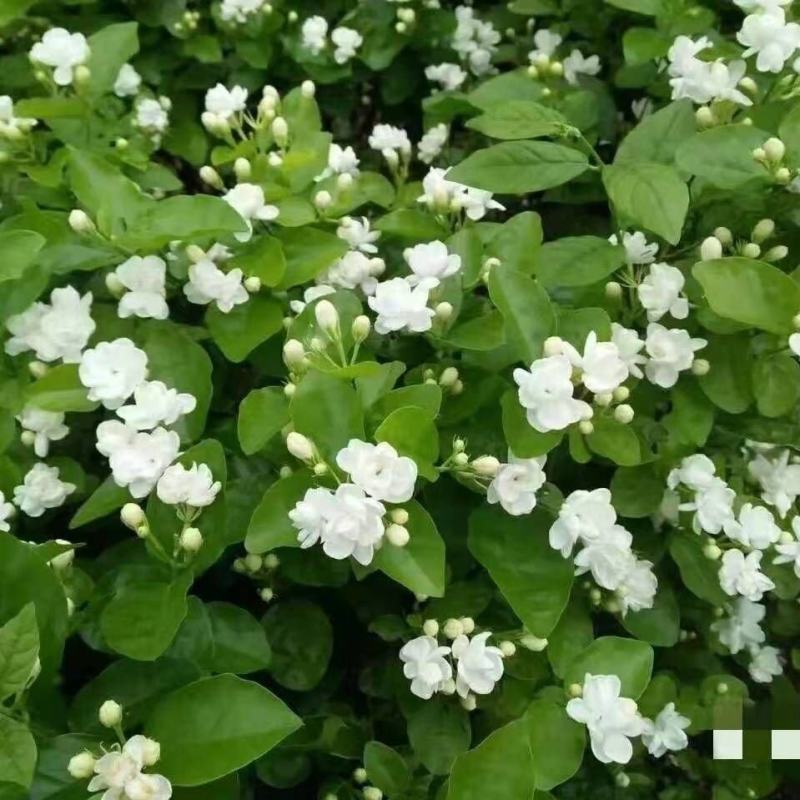 广西南宁市横县茉莉花两年苗