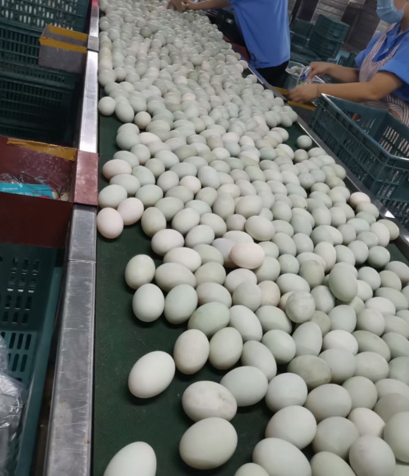 广西北部湾北海海鸭蛋原产地海鸭蛋批发