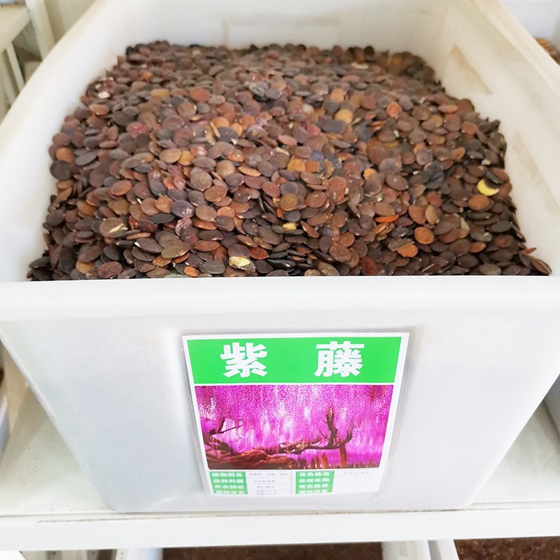 紫藤种子长穗品种红玉藤丰香藤麝香藤