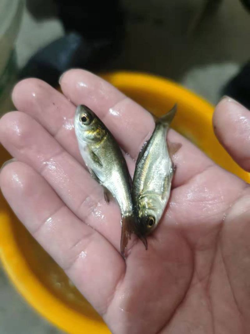 花鲢鱼苗基地直供，包技术指导，免费送货上门