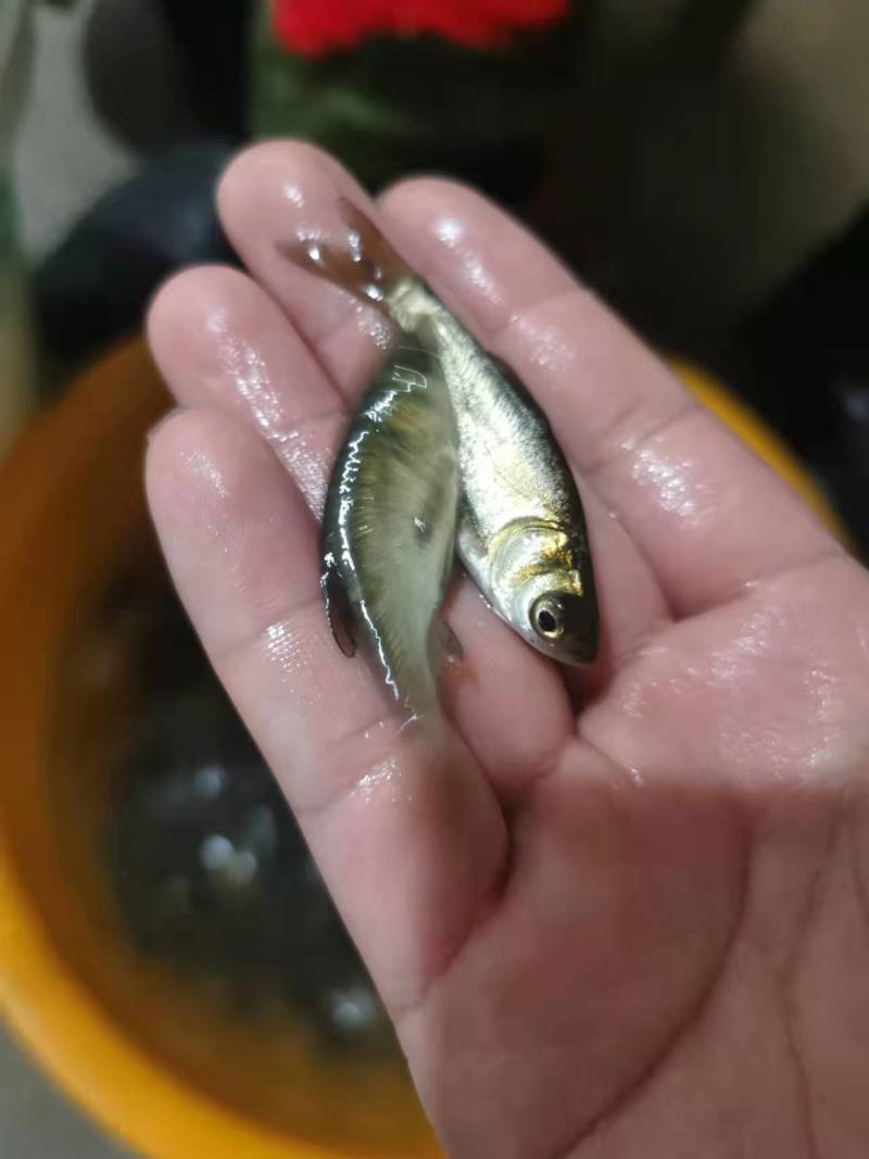 花鲢鱼苗基地直供，包技术指导，免费送货上门