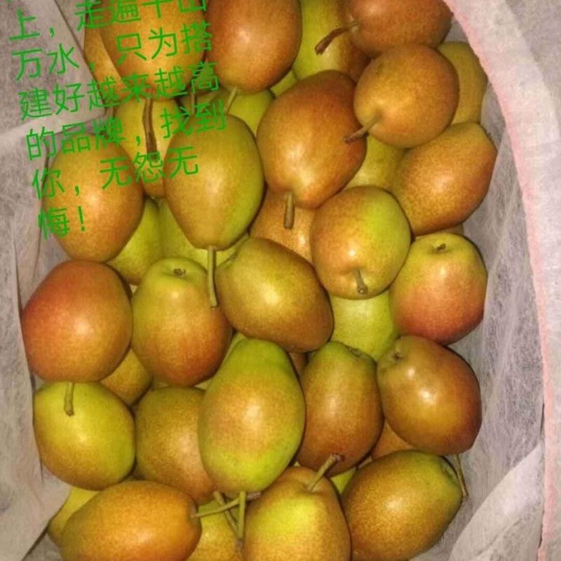 【精选】红香酥梨赵县梨产地大量上市中价格优惠质量有保证