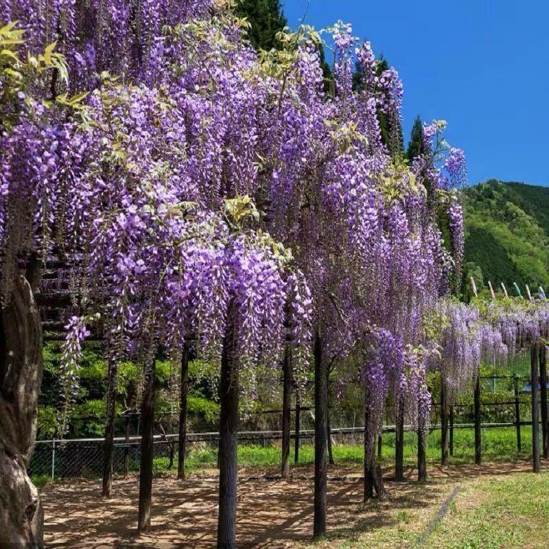 紫藤种子多花紫藤种子盆栽地栽树种爬藤植物垂吊花种子林木种