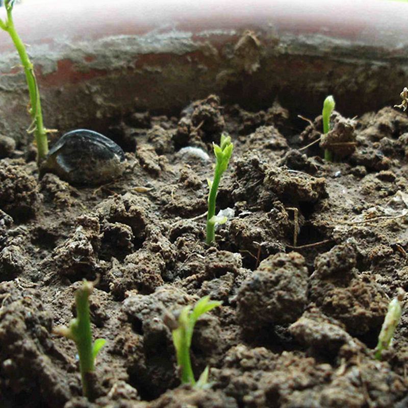 紫藤种子多花紫藤种子盆栽地栽树种爬藤植物垂吊花种子林木种