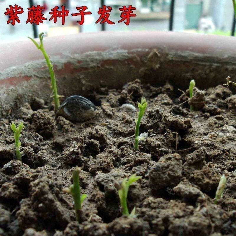 紫藤种子多花紫藤种子盆栽地栽树种爬藤植物垂吊花种子林木种