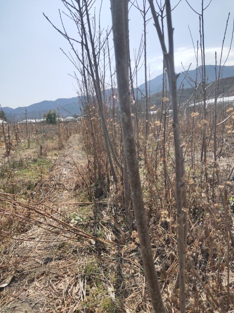 车厘子苗，大樱桃苗，红灯，美早车厘子苗，一年生至挂果苗