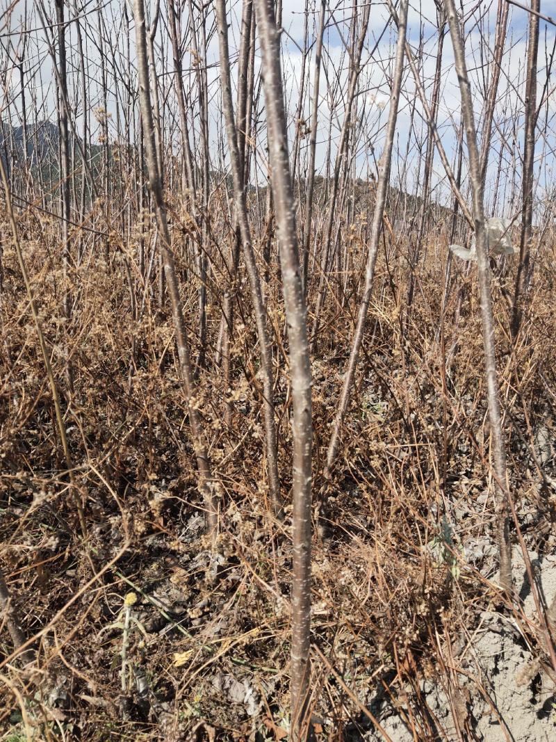 车厘子苗，大樱桃苗，红灯，美早车厘子苗，一年生至挂果苗