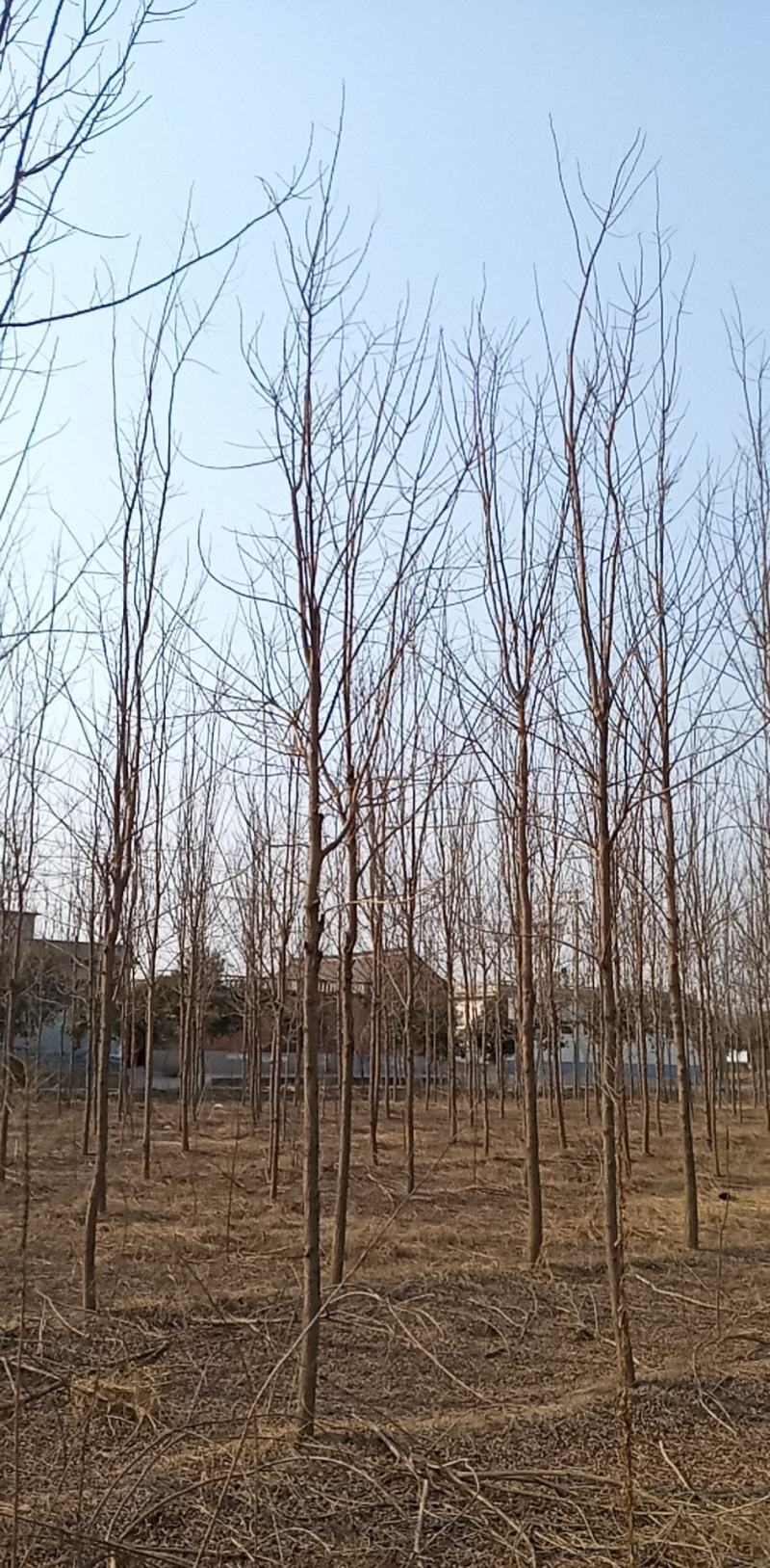 刺槐（白花槐），8公分至15公分，精品量大